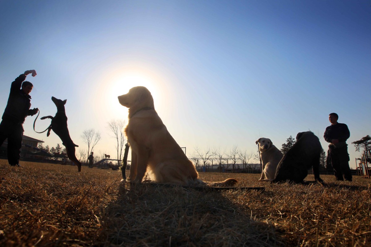 020年度养犬年检时间由5月1日至12月31日调整'