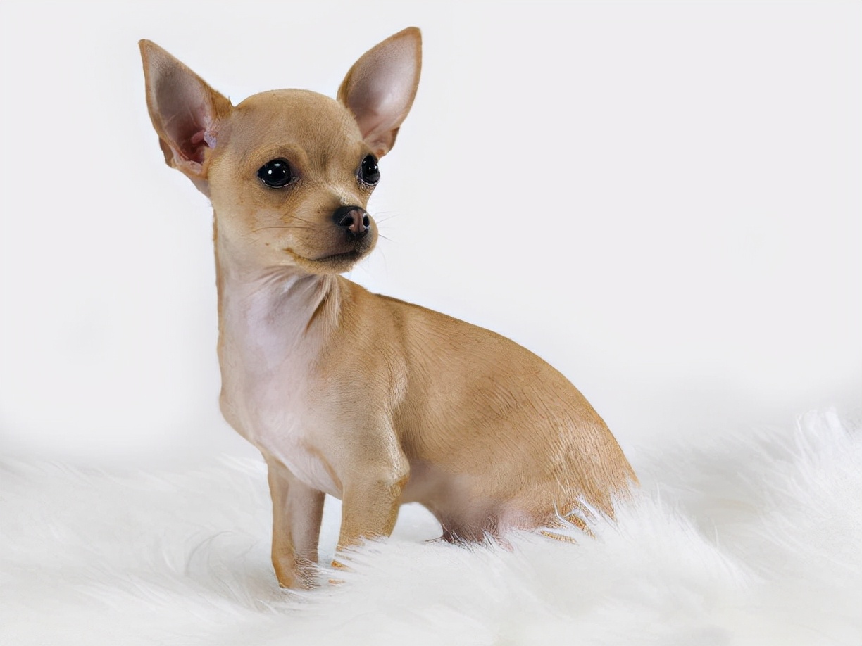 世界上最小的狗 可爱图片