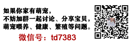 领养狗狗的骗局_微信免费领养狗狗骗局_免费领养泰迪狗狗