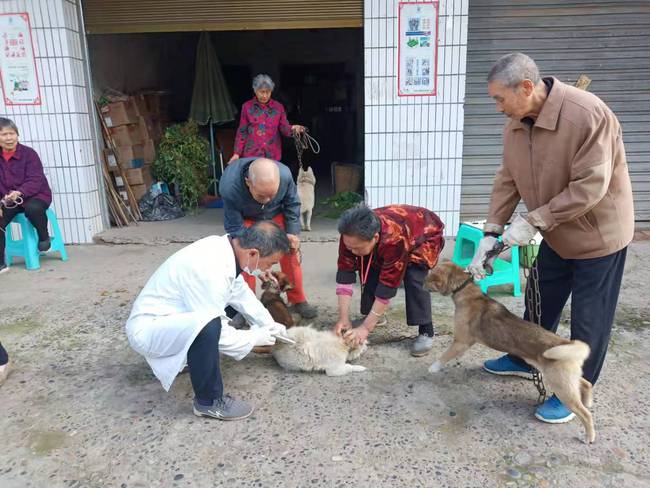 合肥 养狗_新手养什么狗最好,要聪明的狗_养一只猫一只狗还是养两只狗