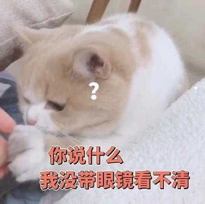 单身人士养猫好还是养狗好