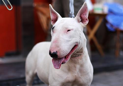 9种世界上最丑的狗狗排行榜,最丑的据说来自中国的杀马特!