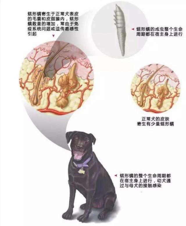 孕妇养狗感染的机率_o型血孕妇二胎溶血机率_有带套会感染艾滋病机率大吗