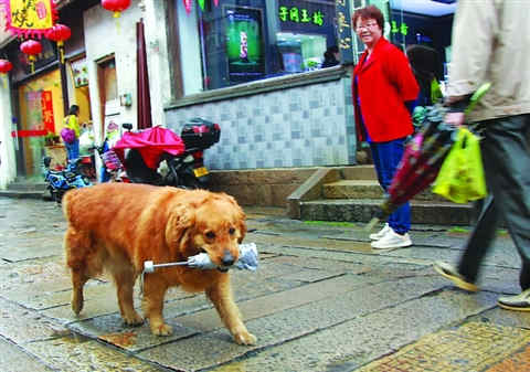 喜欢跑步养什么狗好_日本人喜欢养什么狗_人们为什么喜欢养狗