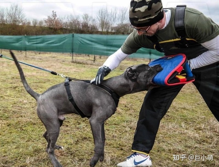 狗品种大全_中国大型犬狗品种图片大全_中国有什么品种狗