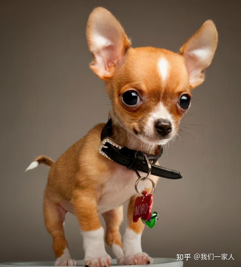 小短腿狗狗的品种_小奶狗品种_最小的狗图片及品种