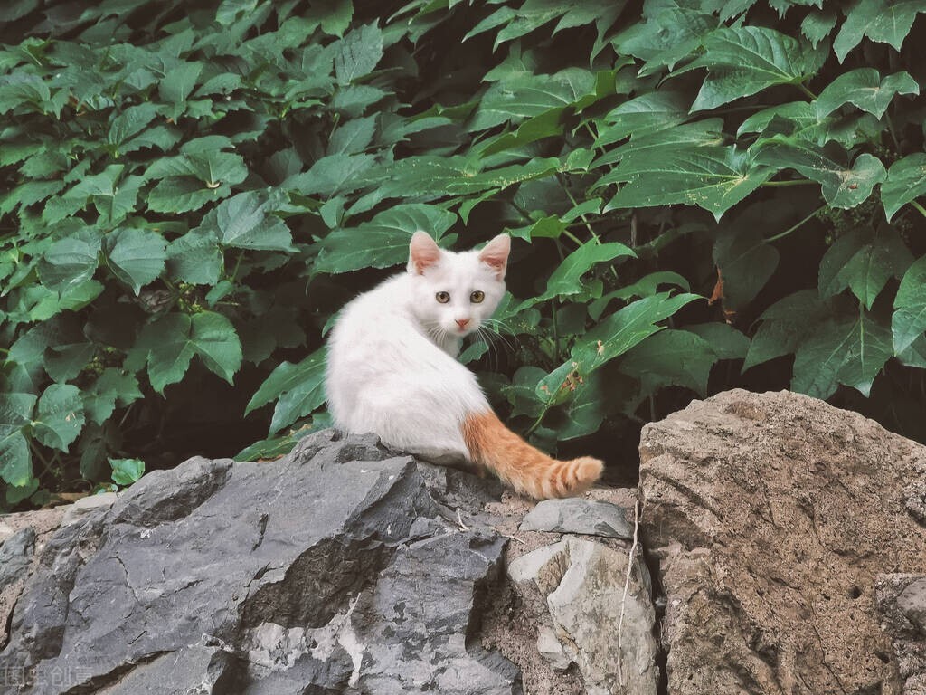 花钱、花时间！你为什么还要养猫养狗？