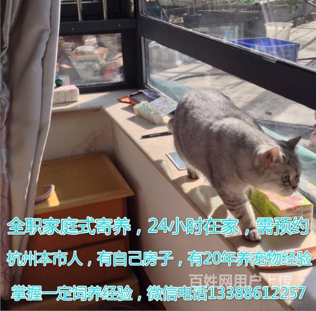 养布偶猫一个月的花费_养猫和养狗哪个花费多_猫找猫 狗找狗后面是啥