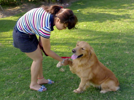 怎样训练边境牧羊犬装死_怎么训练狗狗装死?_如何训练仓鼠装死