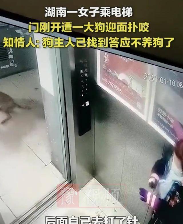 训练狗狗大小便要多久_电梯房怎么训练狗狗去楼下大小便_电梯房6楼好不好