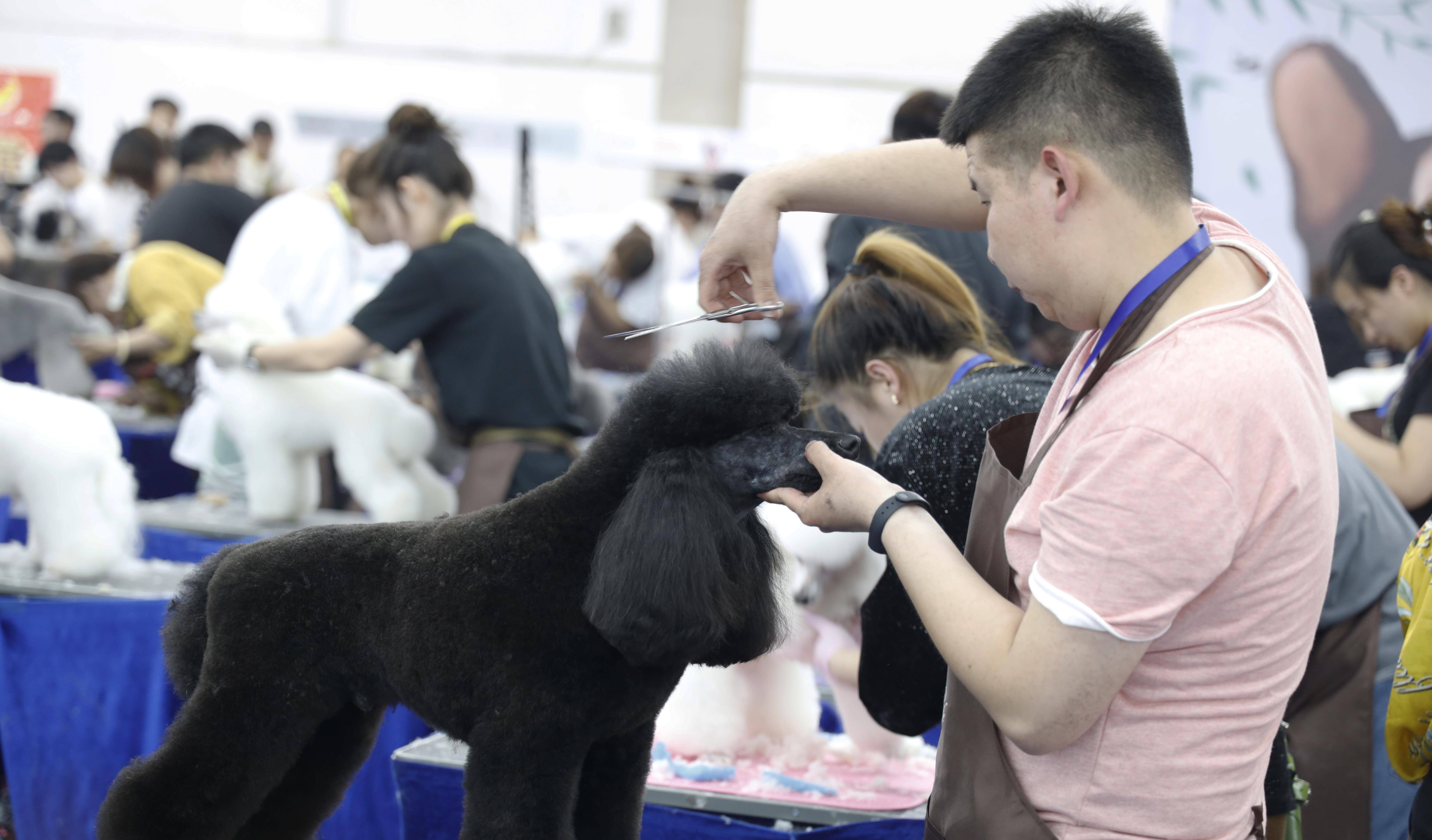 哪里可以学狗狗美容_学美容好还是学美发好_去哪学狗狗美容