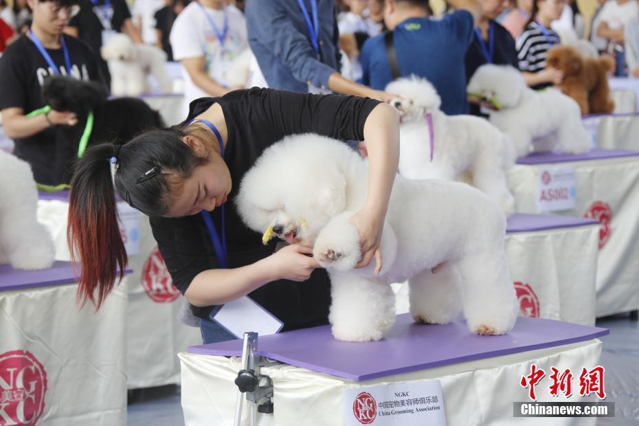 去哪学狗狗美容_哪里可以学狗狗美容_学美容好还是学美发好