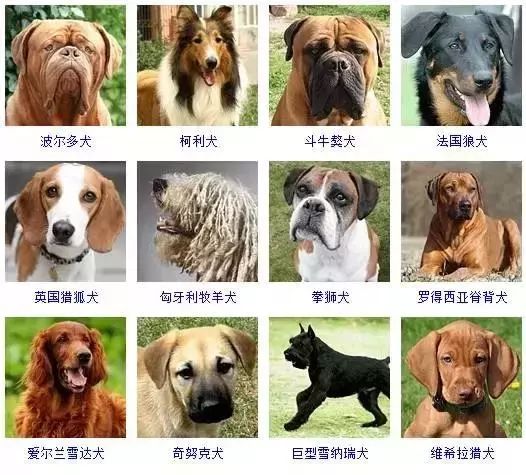 世界名犬排行榜大型犬图片