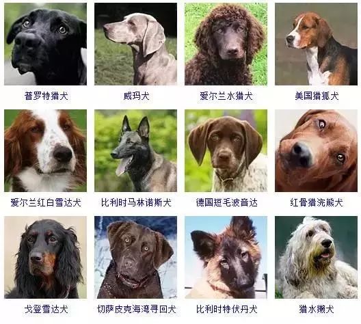 犬种大全排名图片