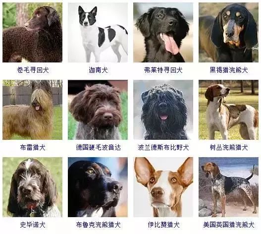 狗狗品种 排名图片