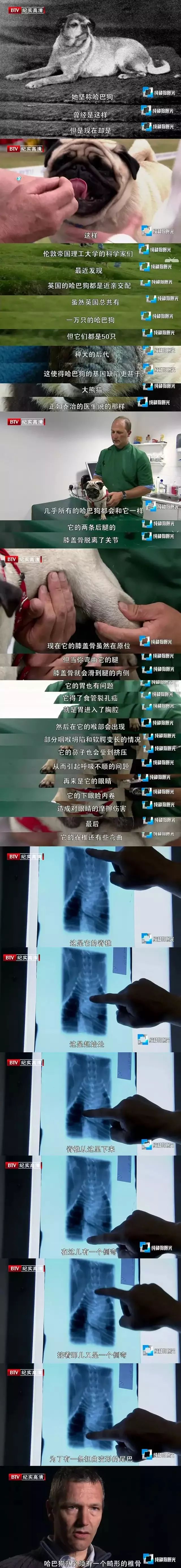 小型黑毛犬耳朵竖着品种图片_耳朵下垂的狗品种图片_长耳朵狗狗的品种图片