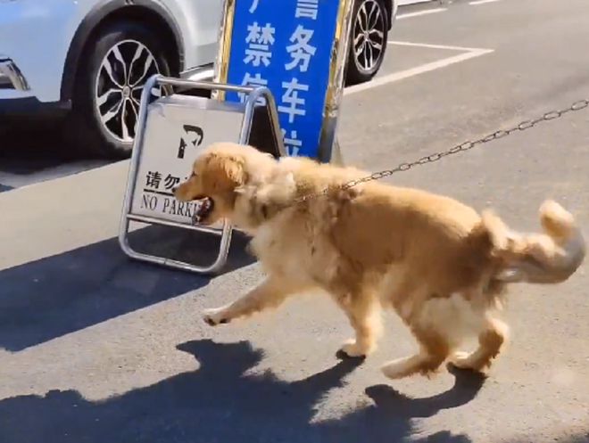 训练金毛狗狗视频教学_金毛狗狗训练视频_训练金毛跳跃方法视频