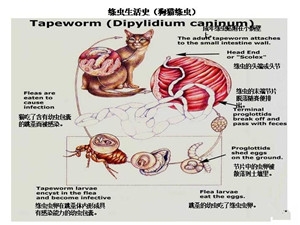 弓形体检查igg和igm阴性_鸡霉形体病注射量_狗弓形体病