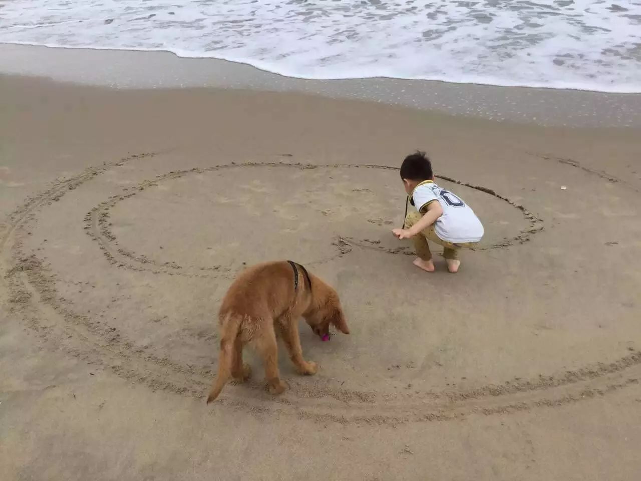 狗 品种_大耳朵狗立狗品种大全_各品种狗