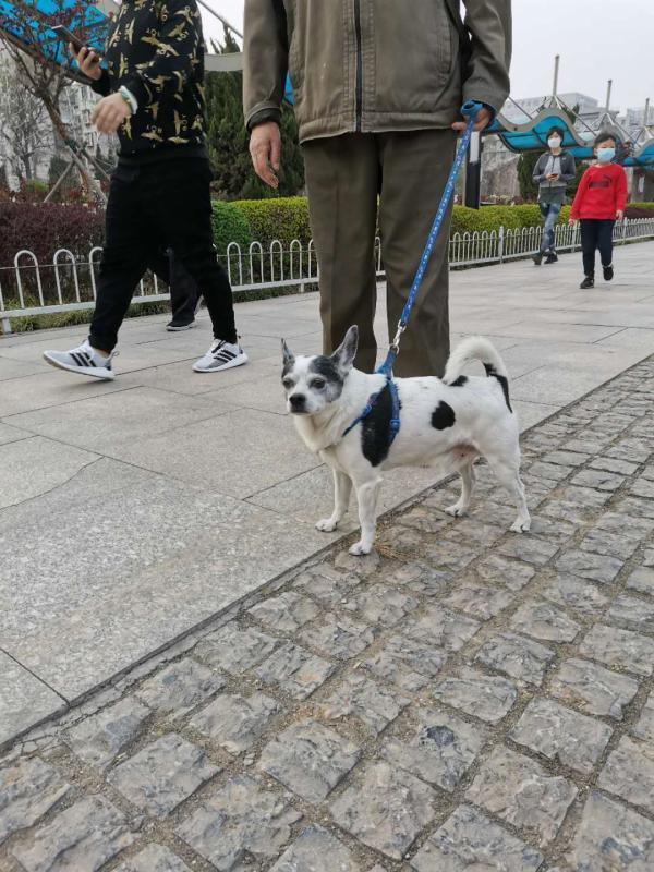 养什么狗最赚钱又好养_多肉是要贵养还是贱养,_怎么是养狗