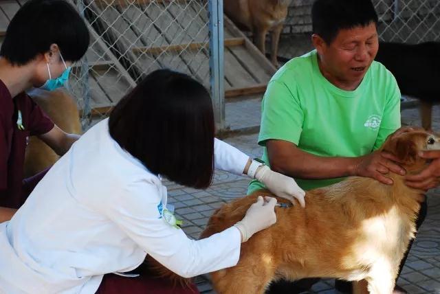 狂犬病 病狗_携带狂犬病毒的狗症状_狂犬惊魂里的狗