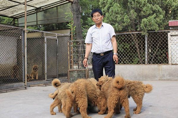 从3000万一条的东方神犬，到被遗弃的流浪狗，幕后推手究竟是谁？