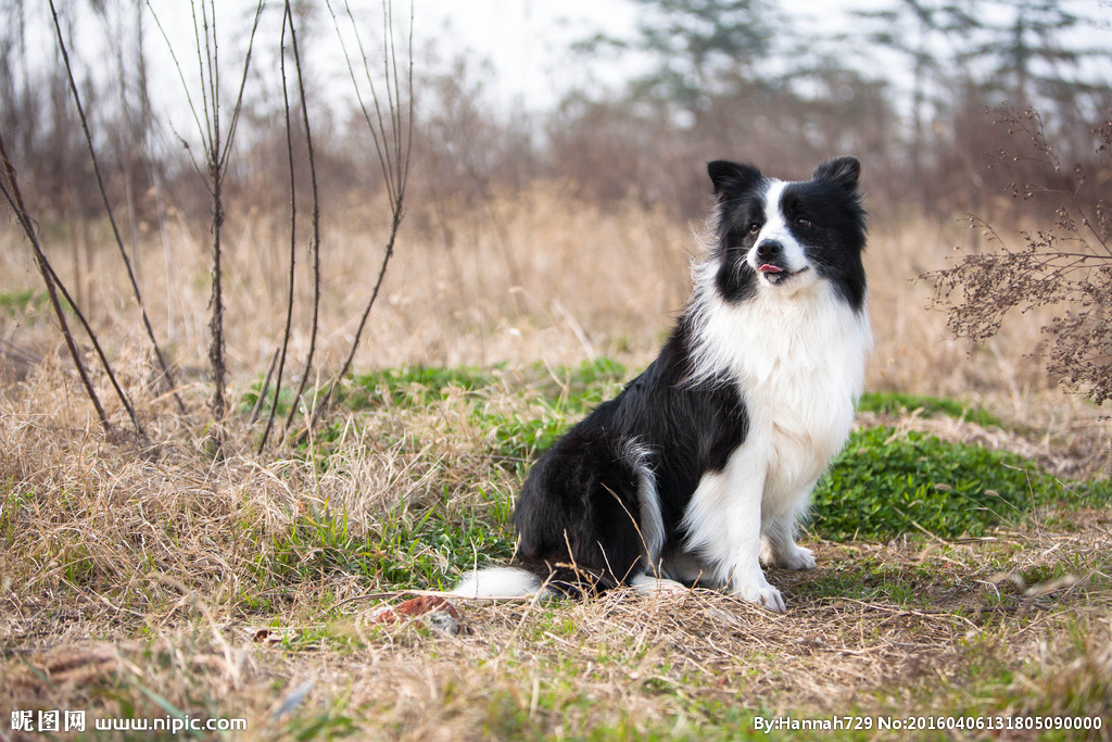 边境牧羊犬狗狗训练技巧大全_中小型犬品种大全 狗狗_边境牧羊犬狗狗训练技巧大全