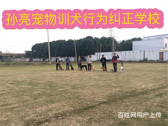 青岛狗狗训练学校_福州狗狗训练学校_专业狗狗训练学校