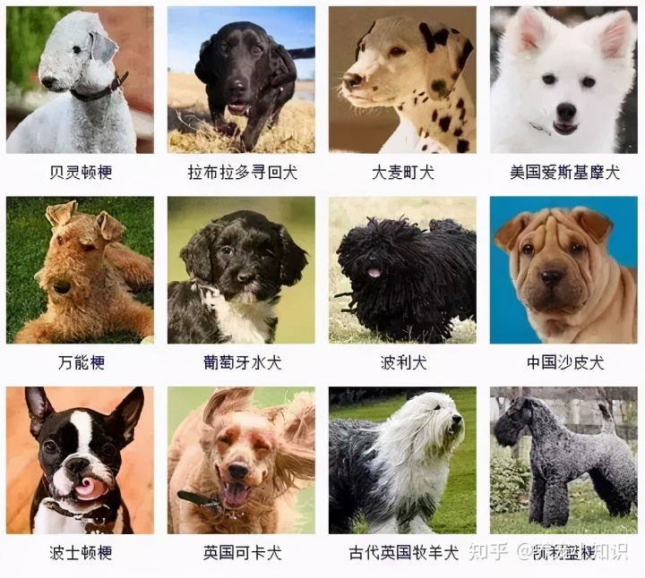 狗的品种名大全软件图片