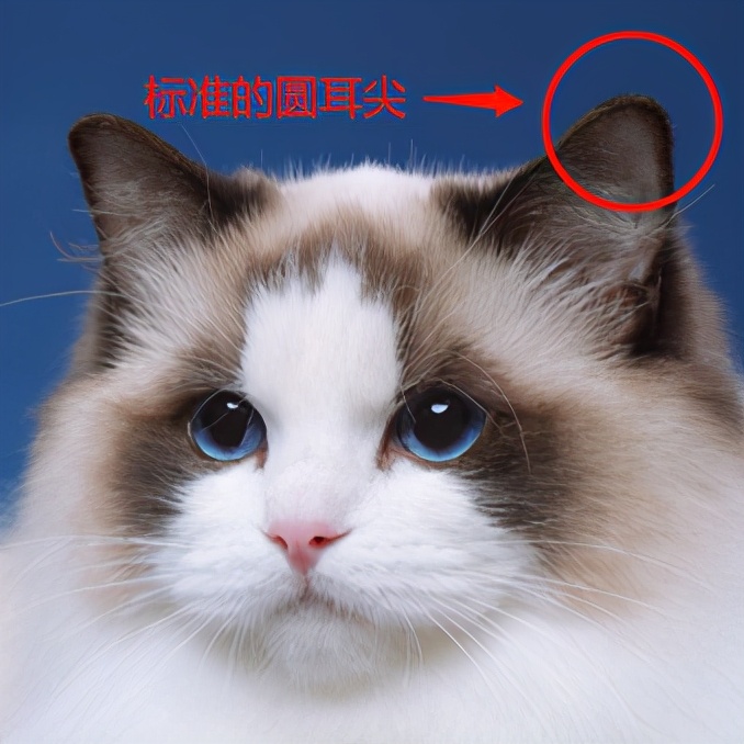品种猫必须有自己的定义标准,就像缅因猫必须有长而尖的耳朵一样