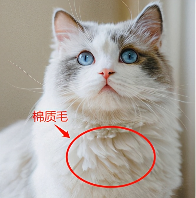 布偶猫丨蓝双色