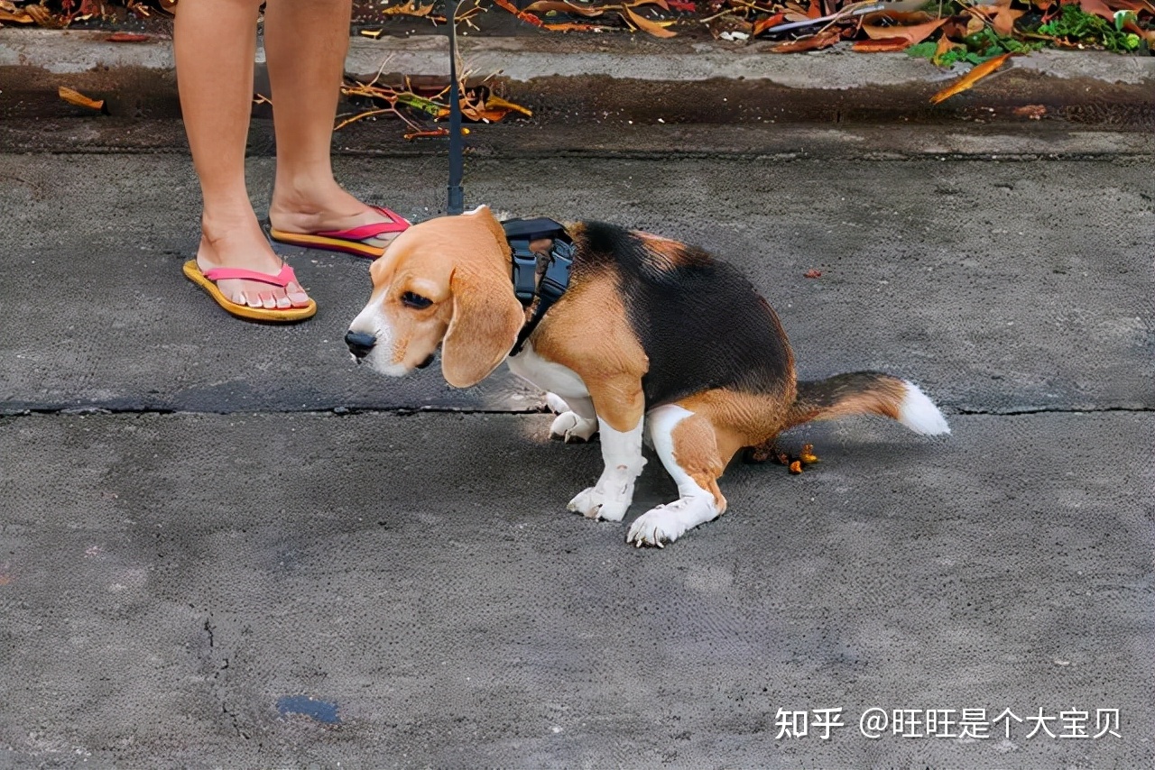 养狗的女人是什么目的_女人养狗狗的目的图全_如何训练狗狗使用狗狗厕所【图】