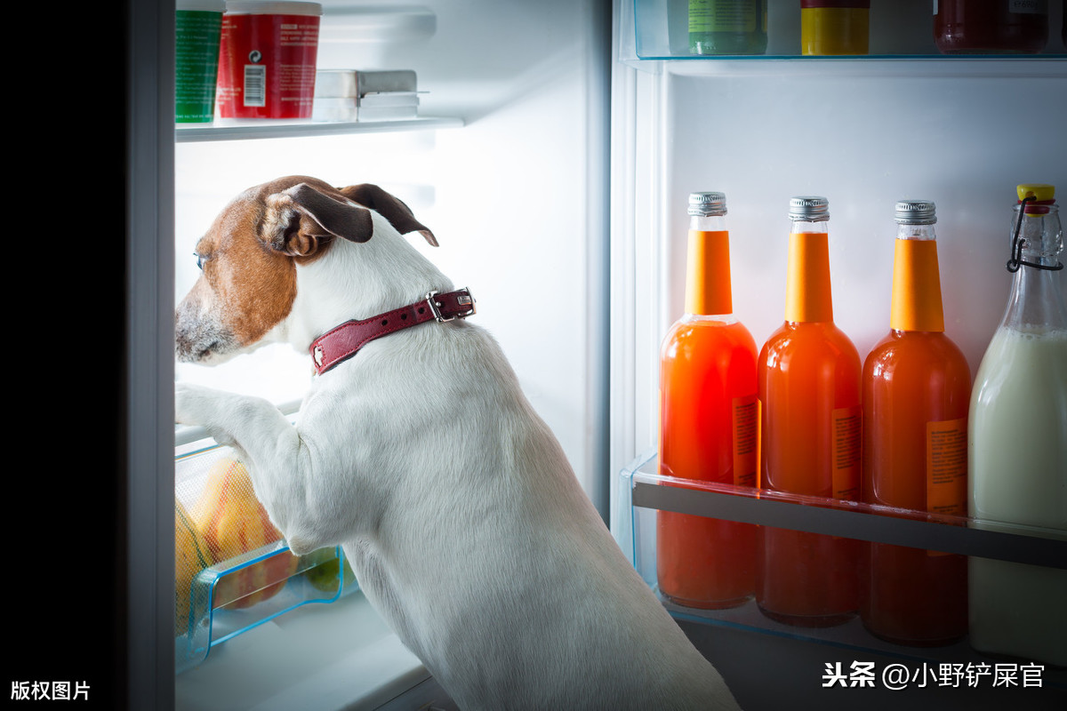 狗狗饮食大有讲究，日常科学营养搭配，也是预防狗狗疾病的好方法