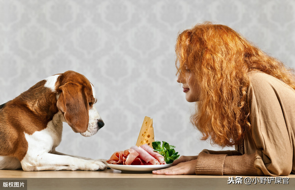 狗狗饮食大有讲究，日常科学营养搭配，也是预防狗狗疾病的好方法