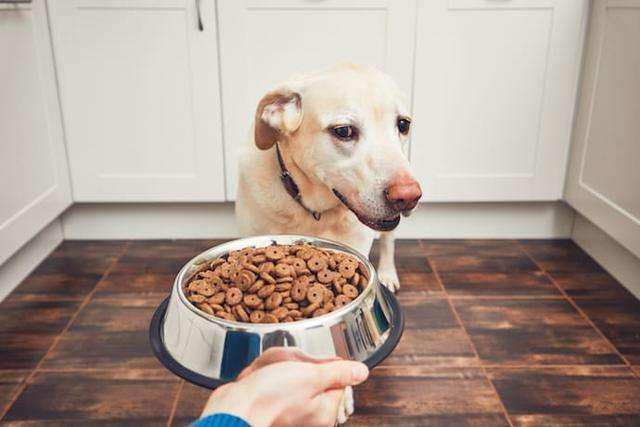 如何训练狗狗不捡食_如何训练狗狗等食_发声训练培训教材-话务员等