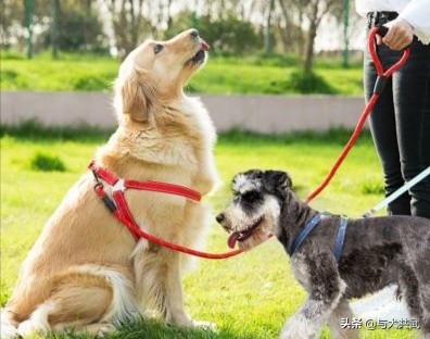 你训练狗狗的方法对头吗？何不试试这个“万能法”