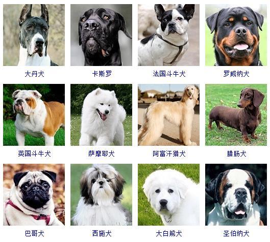 宠物犬种类 大型图片
