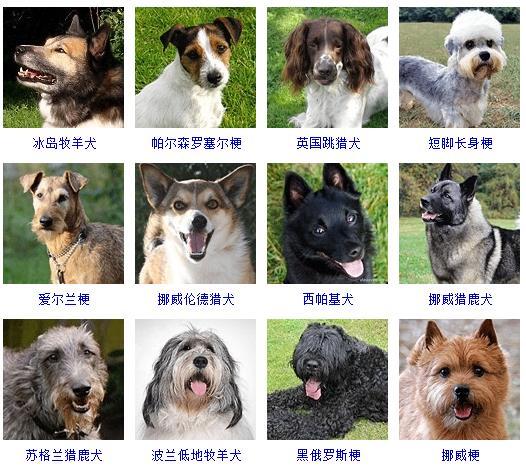 狗狗品种 排名图片