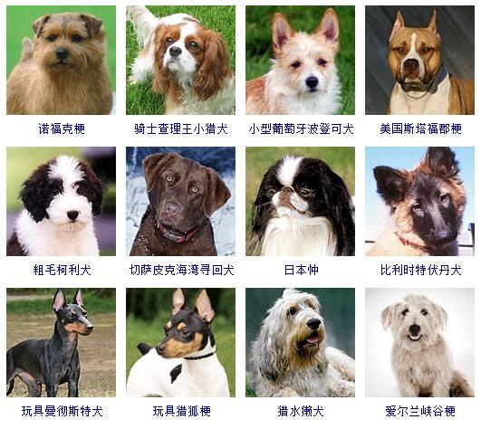 常见狗狗品种中型图片