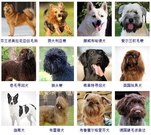 十大宠物狗狗排名图片图片