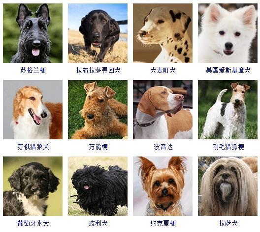 犬类品种大全名字图片