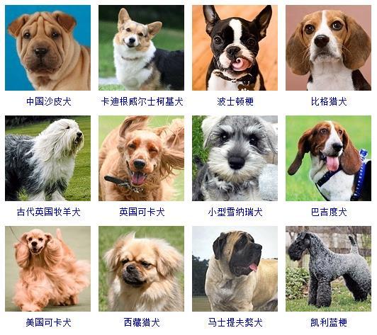178种狗狗种类图片