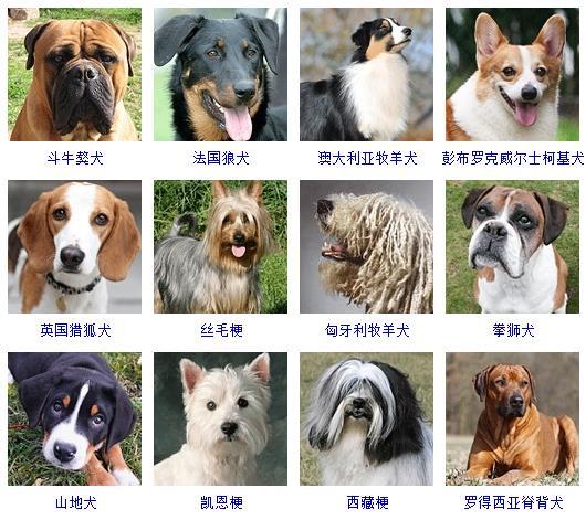 宠物狗品种大全中型图片