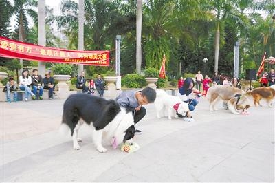 细狗品种有哪些品种_世界最萌的狗狗的图片_最萌的狗品种