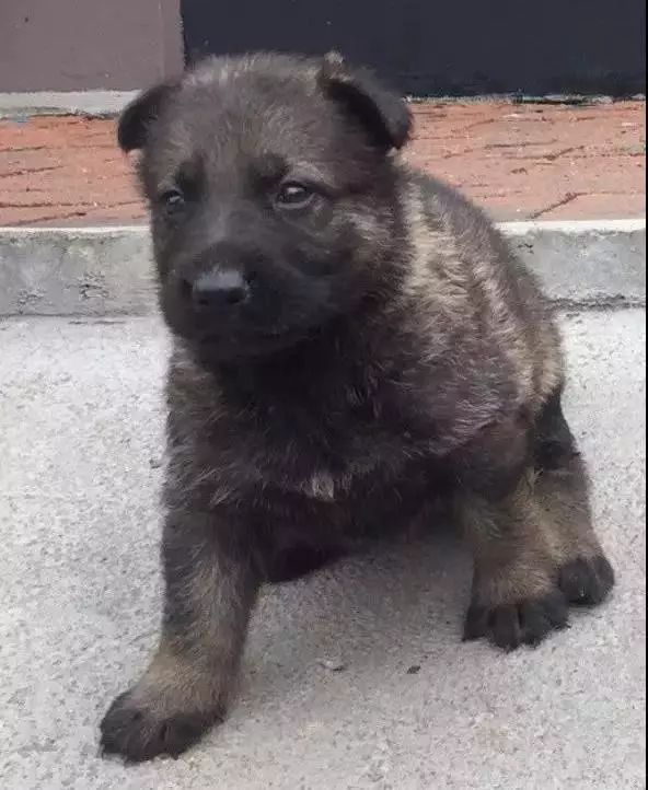 狗狗猩猩大冒险训练内幕_训练狗狗立_怎样训练狗狗大小便