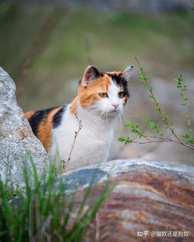 宠物狗排名智商排名_世界猫类智商排名_猫的智商排名