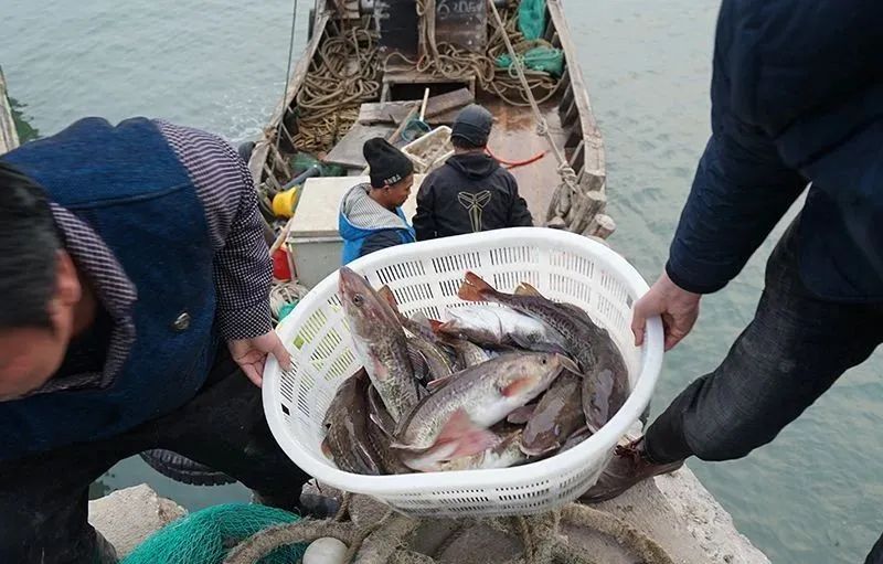 棘鳞蛇鲭 鳕鱼_棘鳞蛇鲭图片_棘鳞蛇鲭怎么做