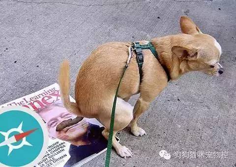 养圣伯纳犬知识大全_什么狗便宜可爱又好养_养狗知识大全可爱的小仙宠