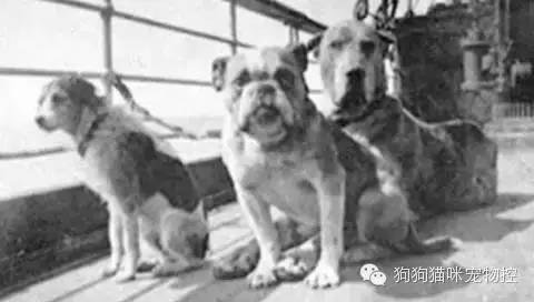 养圣伯纳犬知识大全_养狗知识大全可爱的小仙宠_什么狗便宜可爱又好养