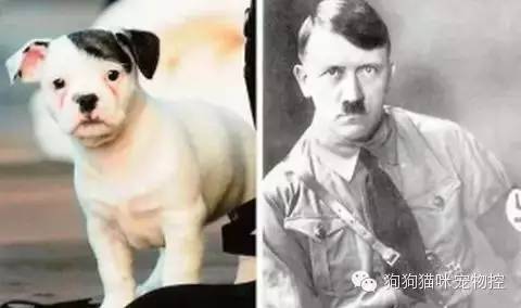 养圣伯纳犬知识大全_养狗知识大全可爱的小仙宠_什么狗便宜可爱又好养